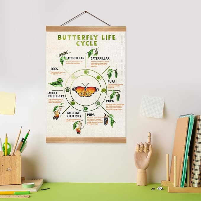 ZTGDA Butterfly Life Cycle Poster Linen Canvas Wall Art with Wooden Frame Educational Nature Chart for Toddler Playroom Classroom Homeschool or Montessori Learning Decor (Butterfly life cycle)