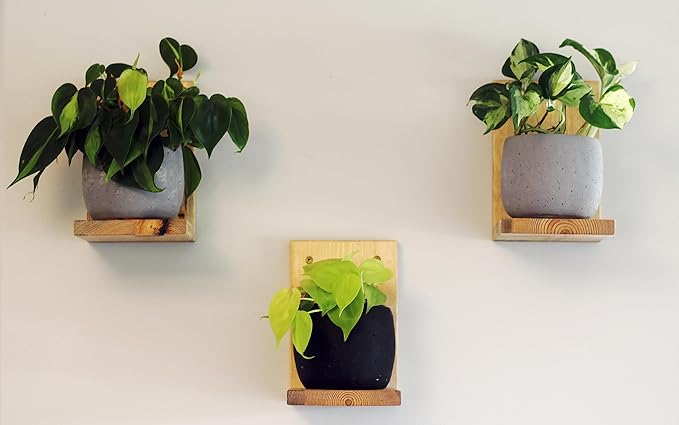 Daniel's Plants Indoor Plant Wall Gallery Shelf Kit | Midcentury Modern Wooden Shelves | Wall Mounted L Shaped Floating Plant Shelves | Solid Wood | 3 Pack (Natural - Unstained)