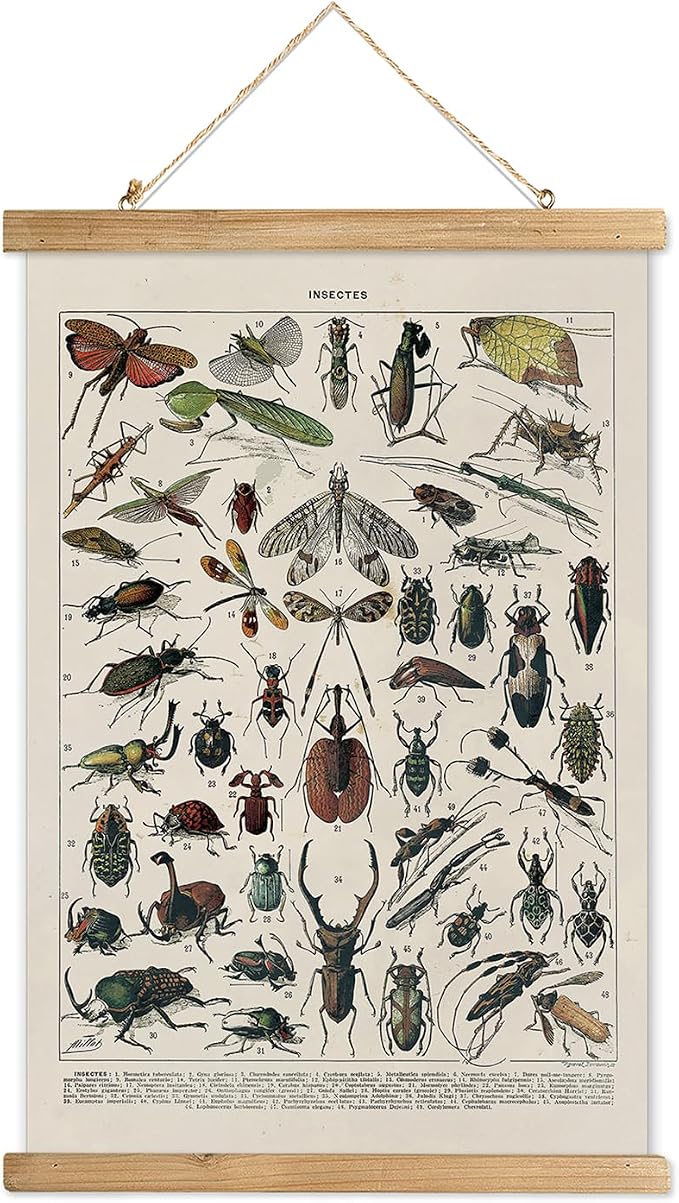 XIAOAIKA Vintage Entomology Poster - Illustrated Insect Species Chart with Wooden Frame - Educational Bug Identification Wall Art for Science Classrooms Home Office 20 x 30 Inches