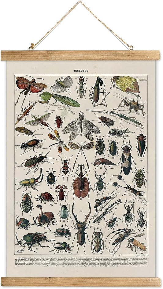 XIAOAIKA Vintage Entomology Poster - Illustrated Insect Species Chart with Wooden Frame - Educational Bug Identification Wall Art for Science Classrooms Home Office 20 x 30 Inches