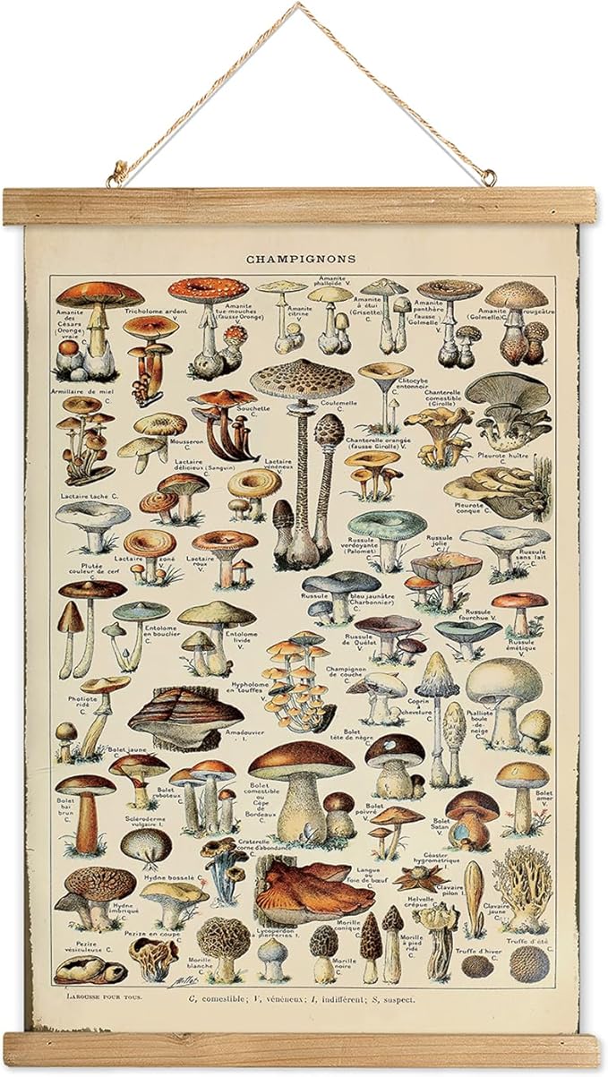 XIAOAIKA Vintage Mushroom Poster with Wooden Scroll Frame - Classic Botanical Print with Variety of Fungi Species - Retro Style Wall Art Decor for Kitchen, Living Room, Classroom 16 x 23 Inches