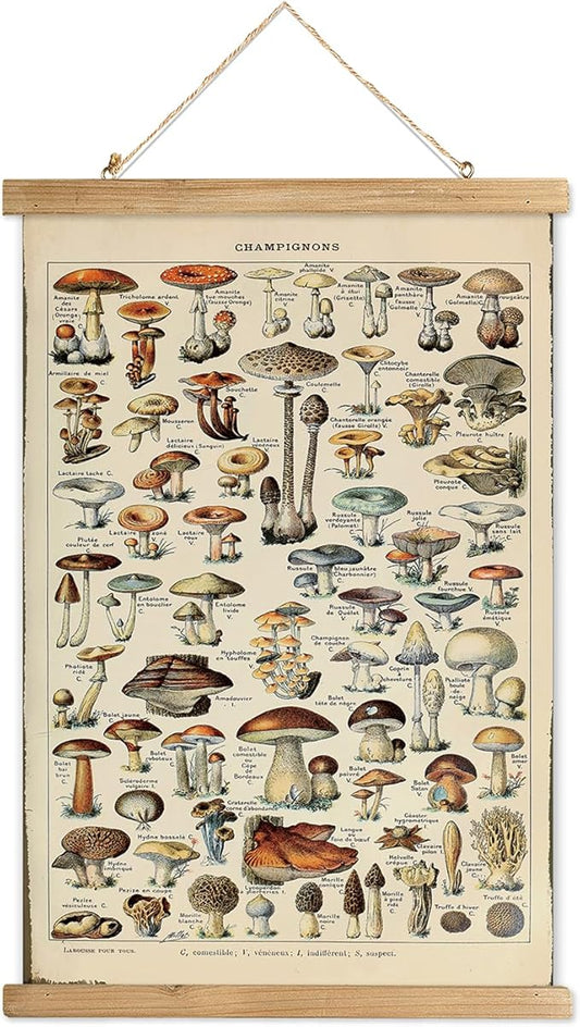 XIAOAIKA Vintage Mushroom Poster with Wooden Frame - Classic Botanical Print with Variety of Fungi Species - Retro Style Wall Art Decor for Kitchen, Living Room, Classroom 12 x 16 Inches