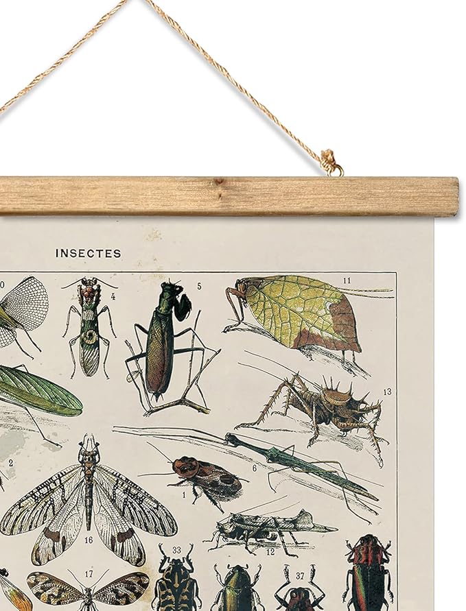 XIAOAIKA Vintage Entomology Poster - Illustrated Insect Species Chart with Wooden Frame - Educational Bug Identification Wall Art for Science Classrooms Home Office 20 x 30 Inches