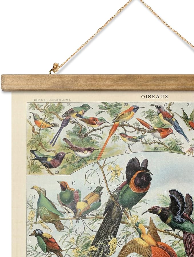 XIAOAIKA 2 Pack Vintage Nature Posters: Bird Species and Bird Eggs - Illustrated Educational Charts with Wooden Frames for Ornithologists, Nature Lovers 16 x 23 Inches