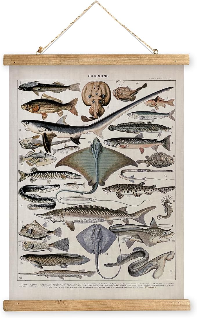 XIAOAIKA Vintage Fish Species Poster - Educational Oceanic Life Chart with Wooden Scroll Frame - Classic Nautical Wall Hanging Decor for Home, Office, or Classroom 12 x 16 Inches