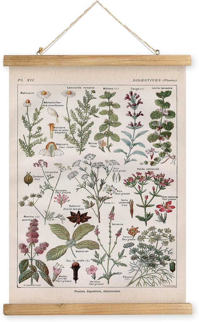 XIAOAIKA Vintage Botanical Herbs Illustration Poster - Retro Medicinal Plant Chart with Wooden Frame - Educational Herbal Reference for Home, Kitchen, or Classroom Decor 16 x 23 Inches
