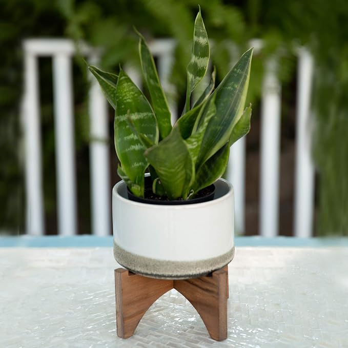 Flora Bunda Mid Century 5.1 inch Lava Ceramic ON Wood Stand,Grey