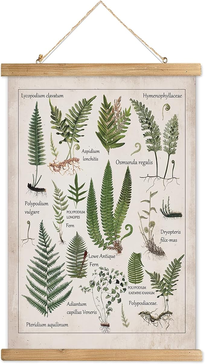 XIAOAIKA Botanical Fern Varieties Poster - Vintage Illustrated Guide with Wooden Frame - Educational Plant Wall Art for Home, Office, or Classroom Decor 16 x 23 Inches