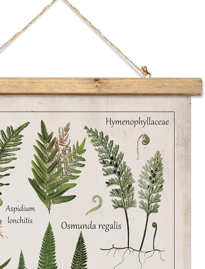 XIAOAIKA Botanical Fern Varieties Poster - Vintage Illustrated Guide with Wooden Frame - Educational Plant Wall Art for Home, Office, or Classroom Decor 16 x 23 Inches