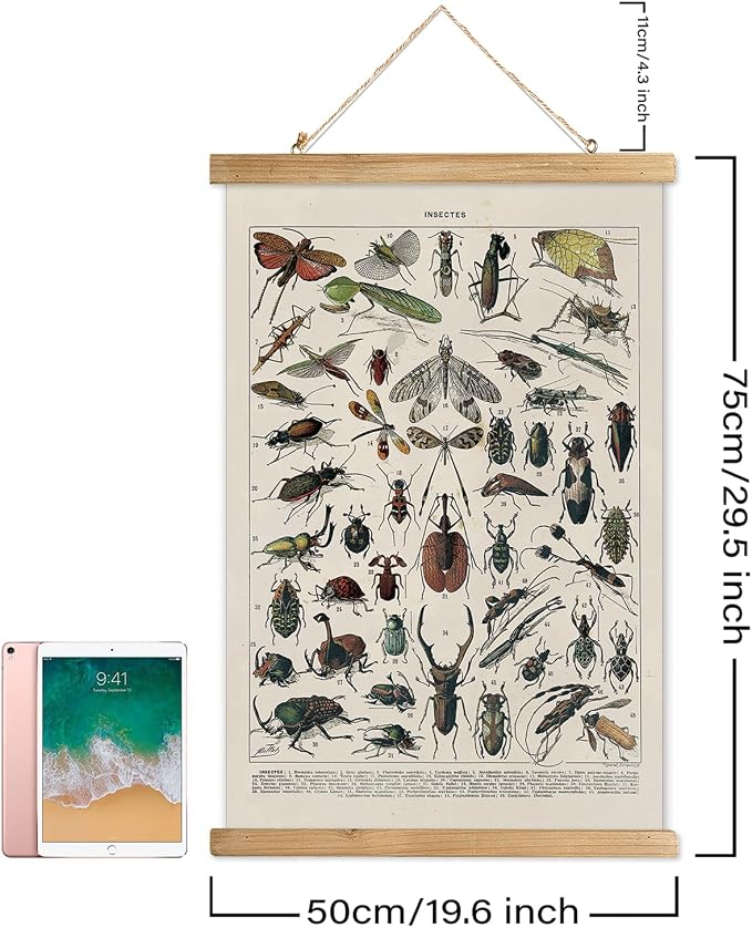 XIAOAIKA Vintage Entomology Poster - Illustrated Insect Species Chart with Wooden Frame - Educational Bug Identification Wall Art for Science Classrooms Home Office 20 x 30 Inches