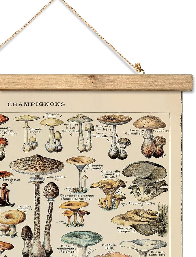 XIAOAIKA Vintage Mushroom Poster with Wooden Scroll Frame - Classic Botanical Print with Variety of Fungi Species - Retro Style Wall Art Decor for Kitchen, Living Room, Classroom 16 x 23 Inches