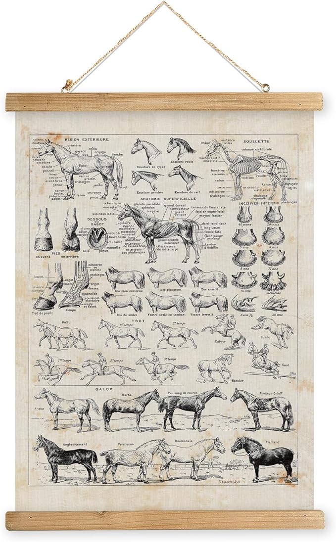 XIAOAIKA Antique-Style Equine Anatomy Chart - Vintage Horse Illustrations Wall Art with Wooden Scroll Frame - Equestrian-Themed Home Decor, Ideal for Horse Lovers and Educators 16 x 23 Inches