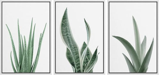 wall26 Framed Canvas Print Wall Art Set Minimal Snake Plant Agave Succulents Nature Wilderness Photography Modern Art Bohemian Decorative for Living Room, Bedroom, Office - 24"x36"x3 White