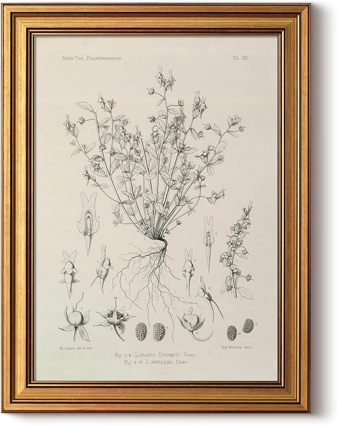 HUARCEY Gold Framed Vintage Wall Art for Living Room, Flowers Painting Prints Shelf Decor for Kitchen, Aesthetic Bedroom Wall Art, Best Gifts for Friends or Family - Veronica biloba 16L x 12W