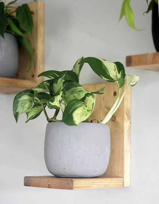 Daniel's Plants Indoor Plant Wall Gallery Shelf Kit | Midcentury Modern Wooden Shelves | Wall Mounted L Shaped Floating Plant Shelves | Solid Wood | 3 Pack (Natural - Unstained)