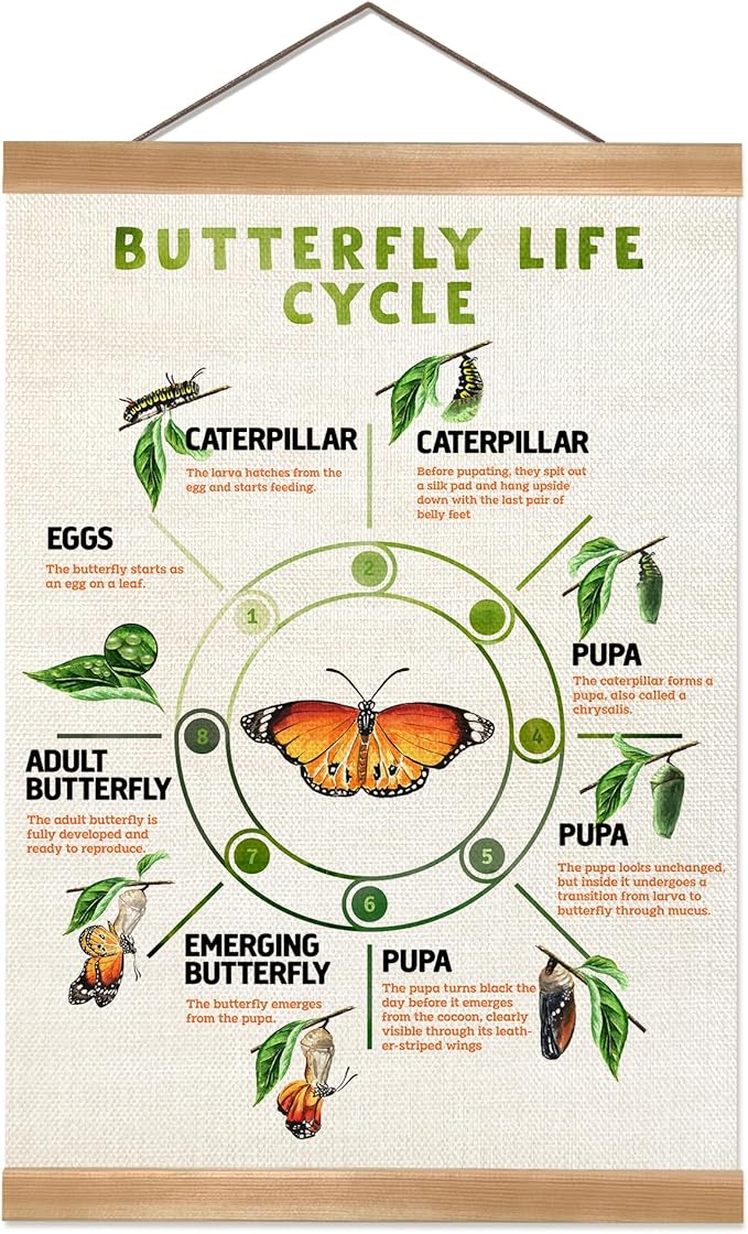ZTGDA Butterfly Life Cycle Poster Linen Canvas Wall Art with Wooden Frame Educational Nature Chart for Toddler Playroom Classroom Homeschool or Montessori Learning Decor (Butterfly life cycle)