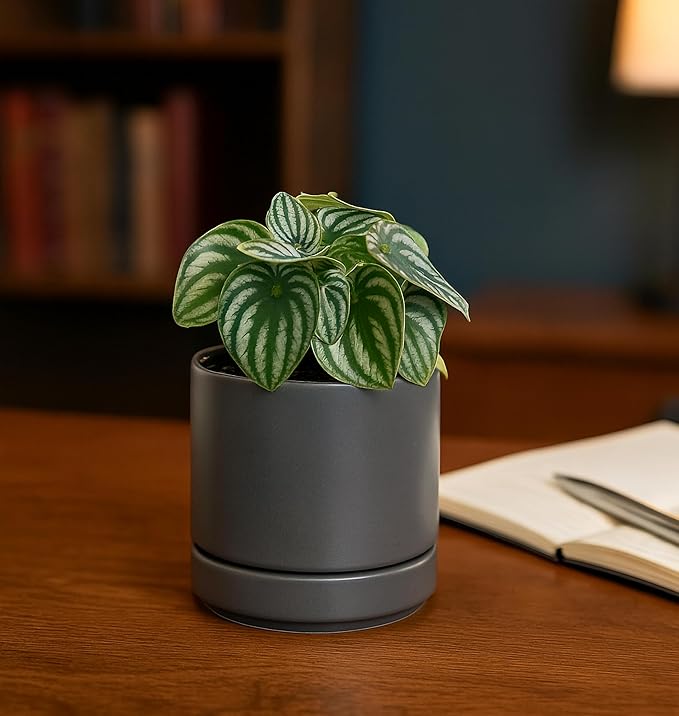 D'vine Dev Set of 2 Plants Pots, 4.7 Inch Ceramic Planter Pot for Plants with Drainage Hole and Saucer, Speckled Grey, 94-V-B-3