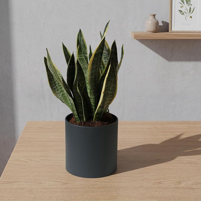 Metal Plant Pot with Drainage Hole,Mid Century Modern 7 inch Round Small Pot Indoor Outdoor Planters Gift for Decorative Pots of Tabletop Living Room Bedroom Grey