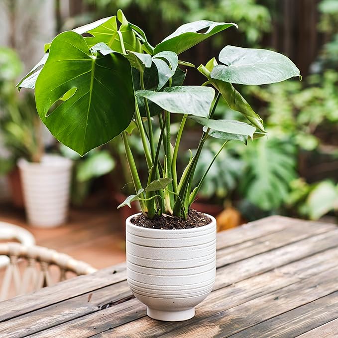 Modern Ceramic Pottery Planter for Indoor Plants, White Minimalist Indoor Planter with Drainage, Contemporary Decorative Pot for Living Room, Office & Shelf Styling