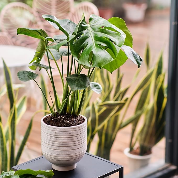 Modern Ceramic Pottery Planter for Indoor Plants, White Minimalist Indoor Planter with Drainage, Contemporary Decorative Pot for Living Room, Office & Shelf Styling