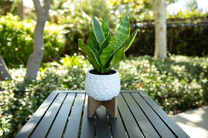 Flora Bunda 5 Inch Kaleid Ceramic on Wood Stand Mid Century,Matte White 5"