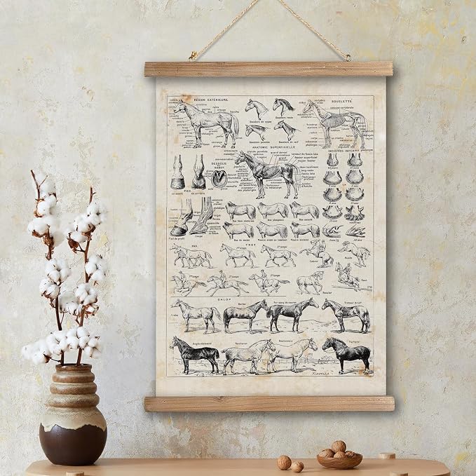 XIAOAIKA Antique-Style Equine Anatomy Chart - Vintage Horse Illustrations Wall Art with Wooden Scroll Frame - Equestrian-Themed Home Decor, Ideal for Horse Lovers and Educators 16 x 23 Inches
